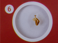 Купить Набор микропрепаратов Levenhuk LabZZ C12, существа арт. 72868