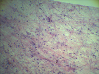 Купить Видеоокуляр DCM510 SCOPE арт. 10477