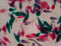 Купить Набор готовых микропрепаратов Levenhuk N18 NG арт. 29276