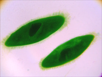 Купить Видеоокуляр DCMС-510 SCOPE арт. 10481