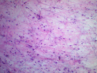 Купить Видеоокуляр ToupCam 9.0 MP арт. 21262