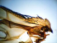 Купить Видеоокуляр DCMС-510 SCOPE арт. 10481