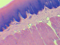 Купить Видеоокуляр 0,3 мп ORBITOR арт. 10474