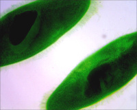 Купить Видеоокуляр DCM-130E арт. 21416