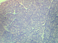 Купить Видеоокуляр 0,3 мп ORBITOR арт. 10474